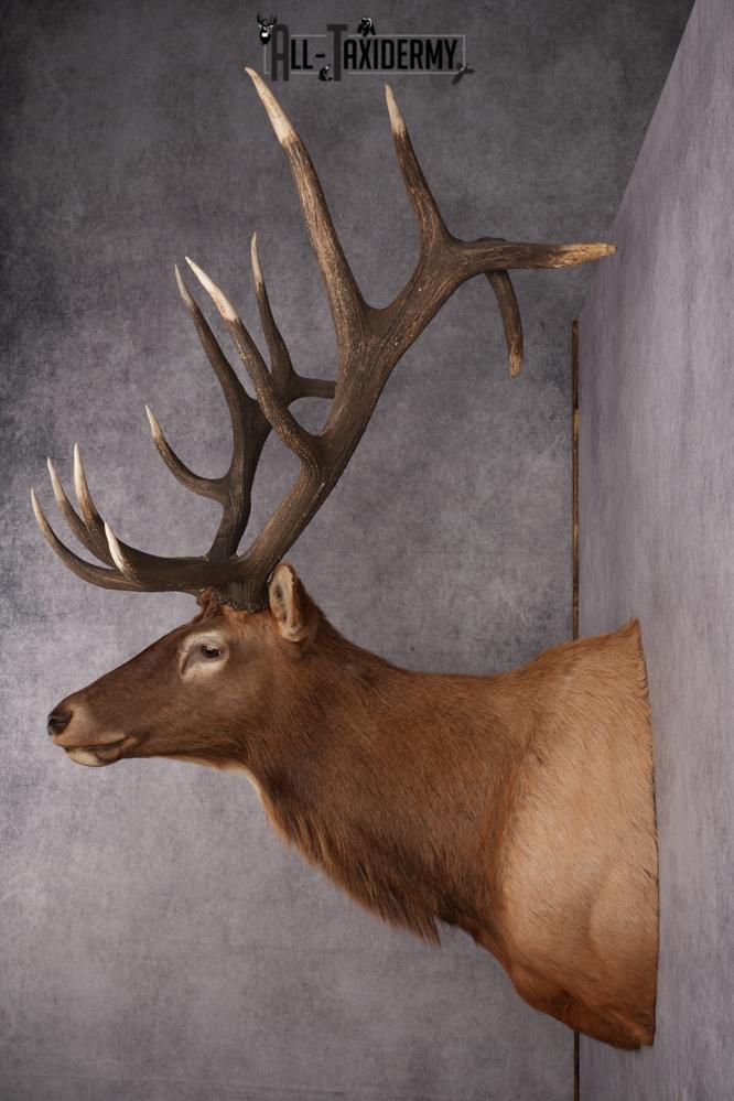 Elk Taxidermy shoulder mount for sale SKU 2747 - Image 8
