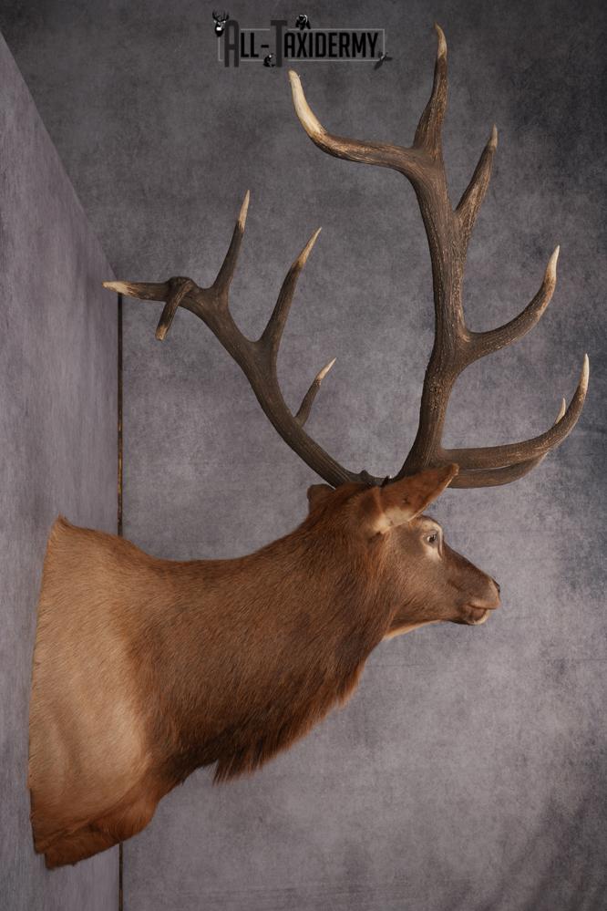 Elk Taxidermy shoulder mount for sale SKU 2747 - Image 7