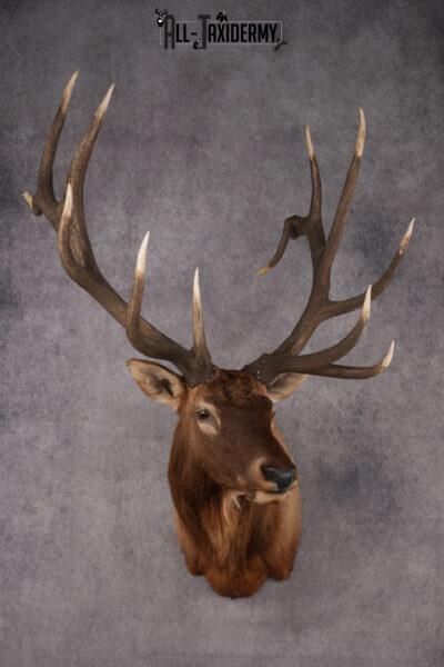 Elk Taxidermy shoulder mount for sale SKU 2747