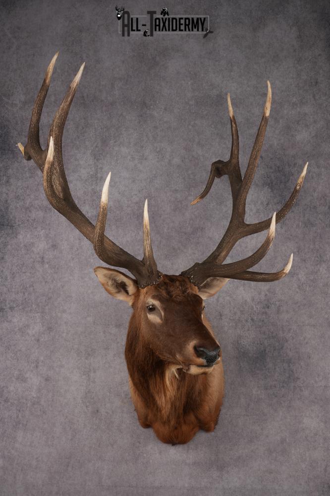Elk Taxidermy shoulder mount for sale SKU 2747