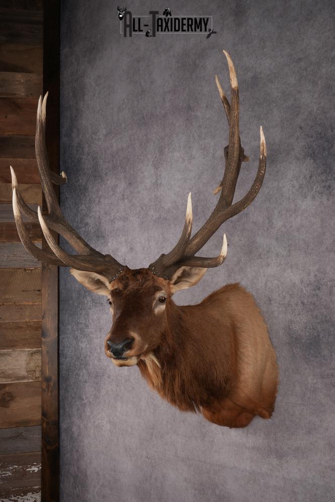 Elk Taxidermy shoulder mount for sale SKU 2747 - Image 6
