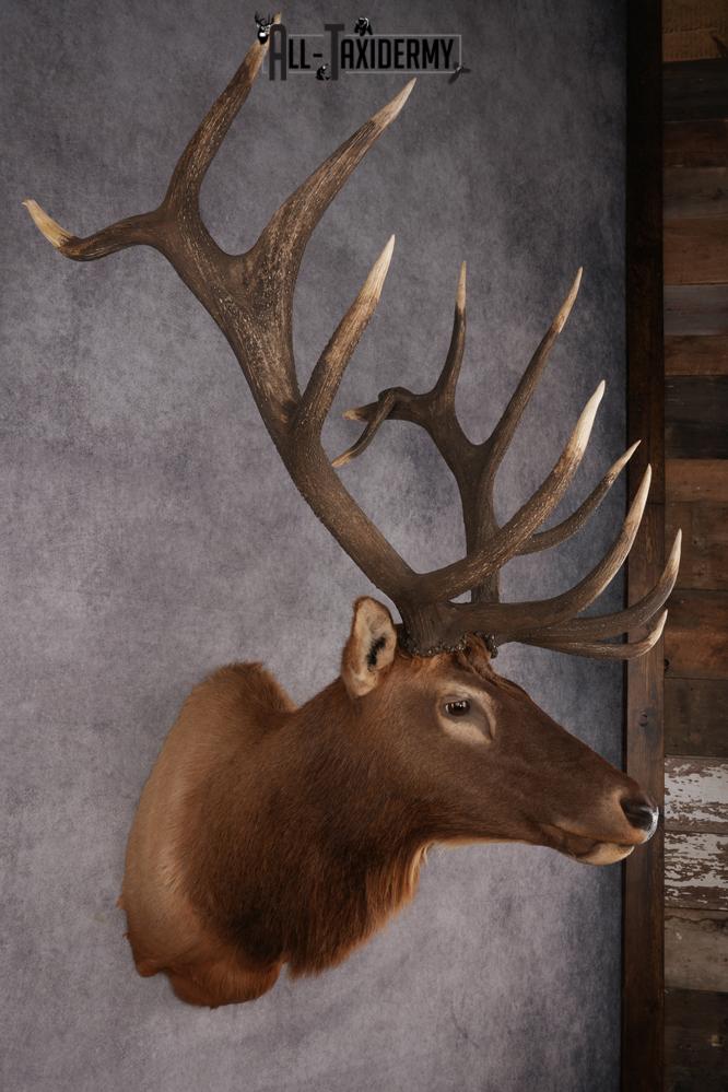 Elk Taxidermy shoulder mount for sale SKU 2747 - Image 5