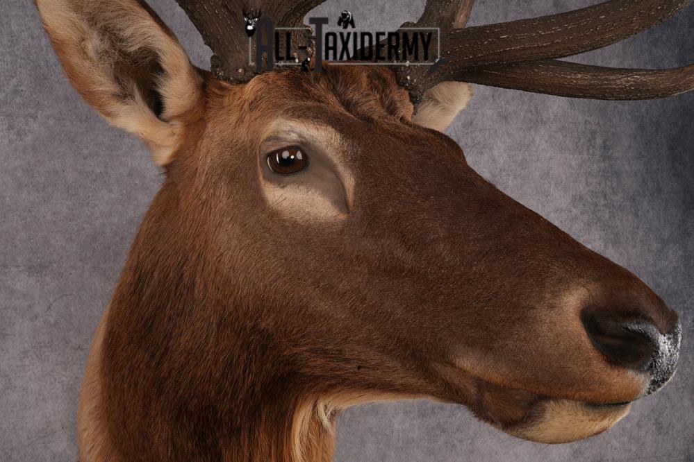 Elk Taxidermy shoulder mount for sale SKU 2747 - Image 4