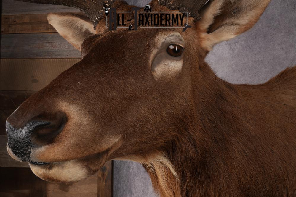 Elk Taxidermy shoulder mount for sale SKU 2747 - Image 3