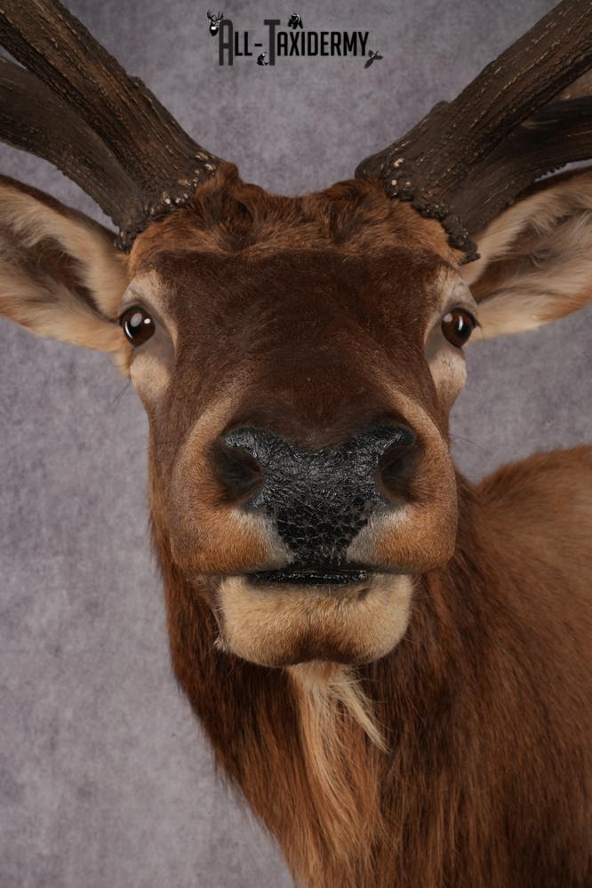 Elk Taxidermy shoulder mount for sale SKU 2747 - Image 2