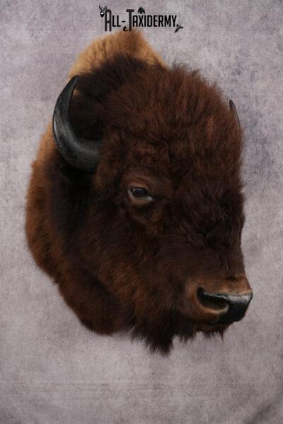 Bison Head