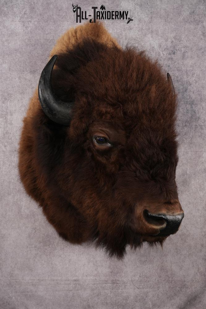 Bison Head