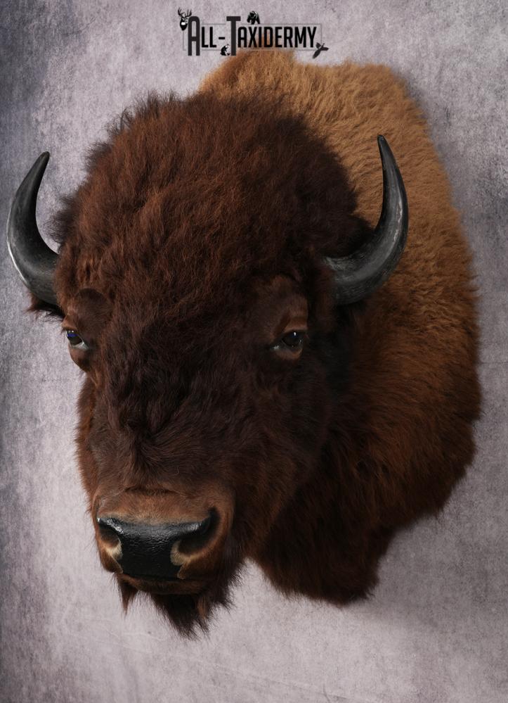 XL Bison taxidermy shoulder mount for sale SKU 2748 - Image 8
