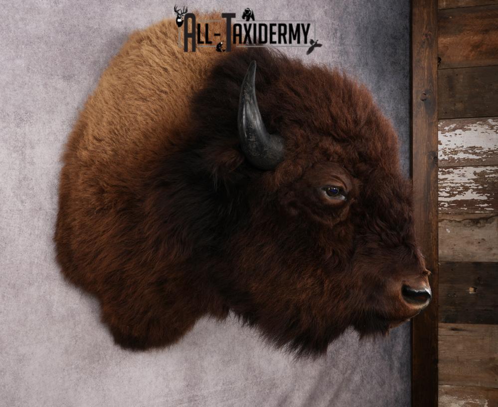 XL Bison taxidermy shoulder mount for sale SKU 2748 - Image 7