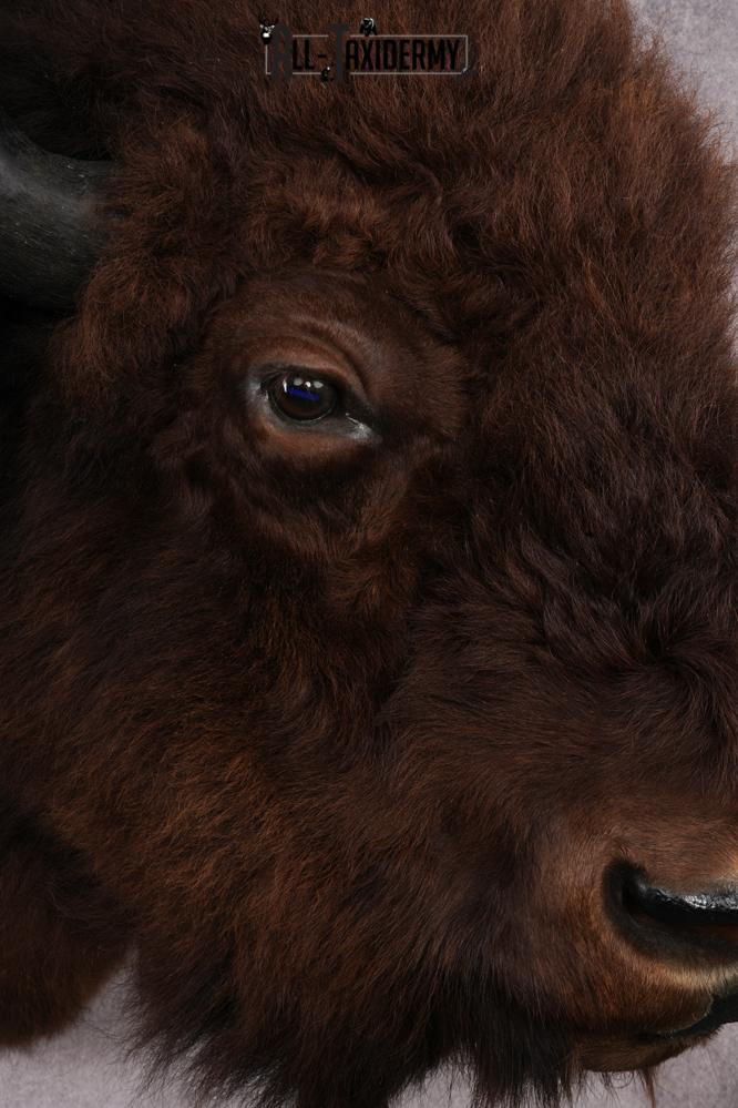 XL Bison taxidermy shoulder mount for sale SKU 2748 - Image 6