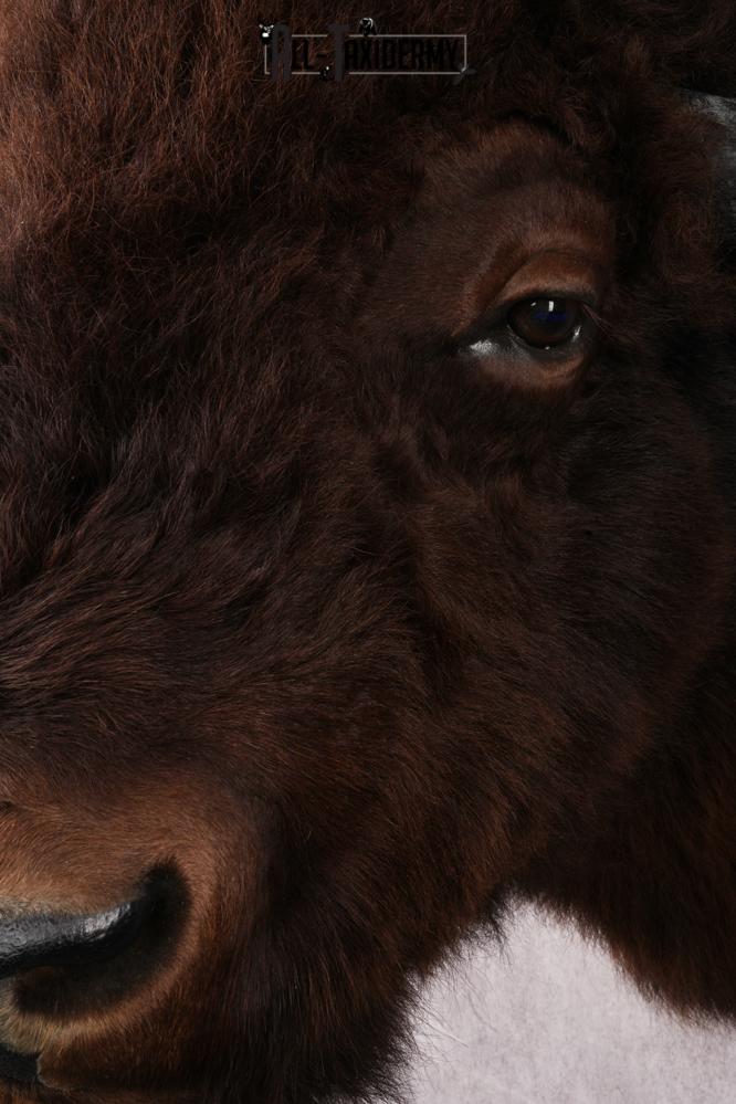 XL Bison taxidermy shoulder mount for sale SKU 2748 - Image 5