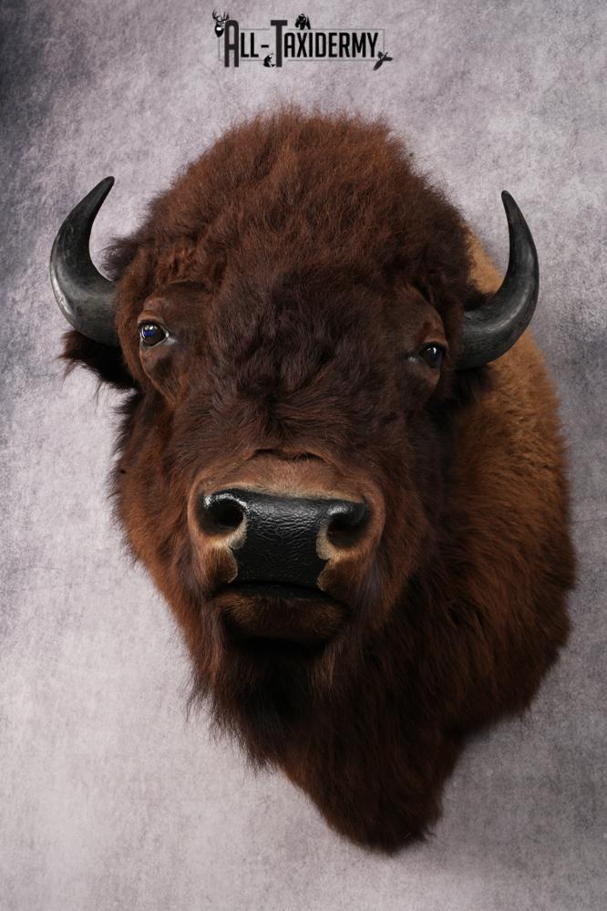 XL Bison taxidermy shoulder mount for sale SKU 2748 - Image 4