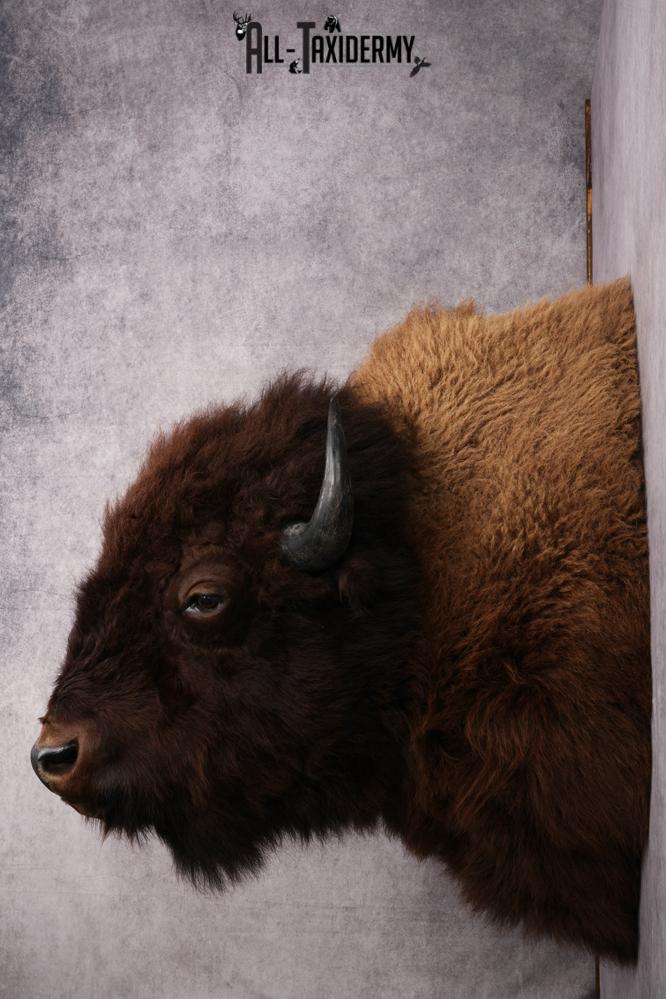 XL Bison taxidermy shoulder mount for sale SKU 2748 - Image 3