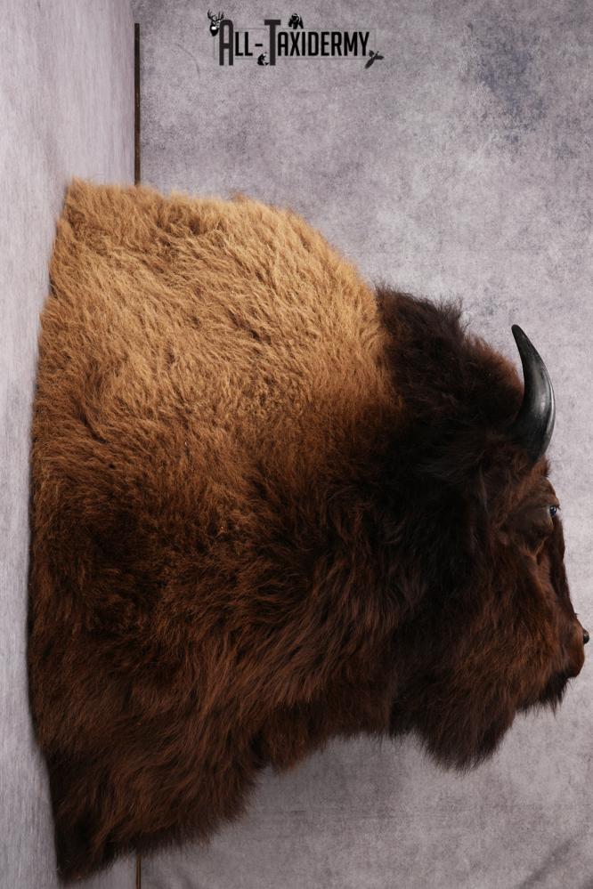 XL Bison taxidermy shoulder mount for sale SKU 2748 - Image 2