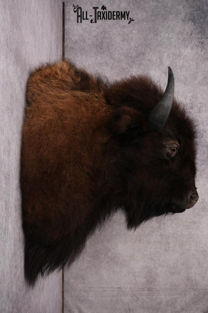 Bison Taxidermy mount for sale SKU 2724 - Image 8