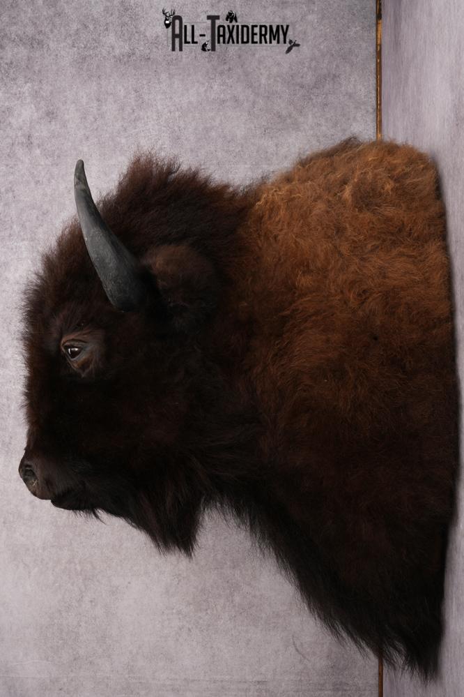 Bison Taxidermy mount for sale SKU 2724 - Image 7