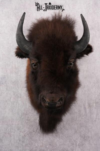 Bison Taxidermy mount for sale SKU 2724