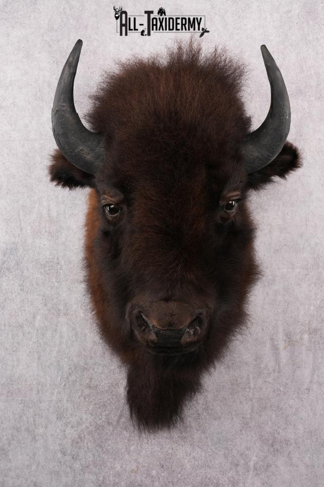 Bison Taxidermy mount for sale SKU 2724