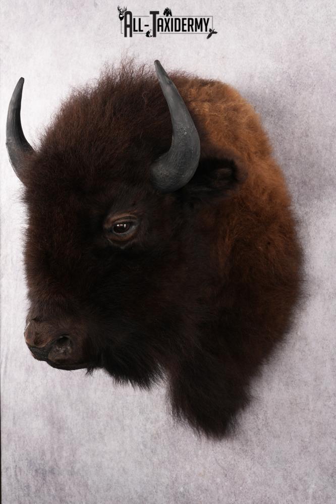 Bison Taxidermy mount for sale SKU 2724 - Image 6