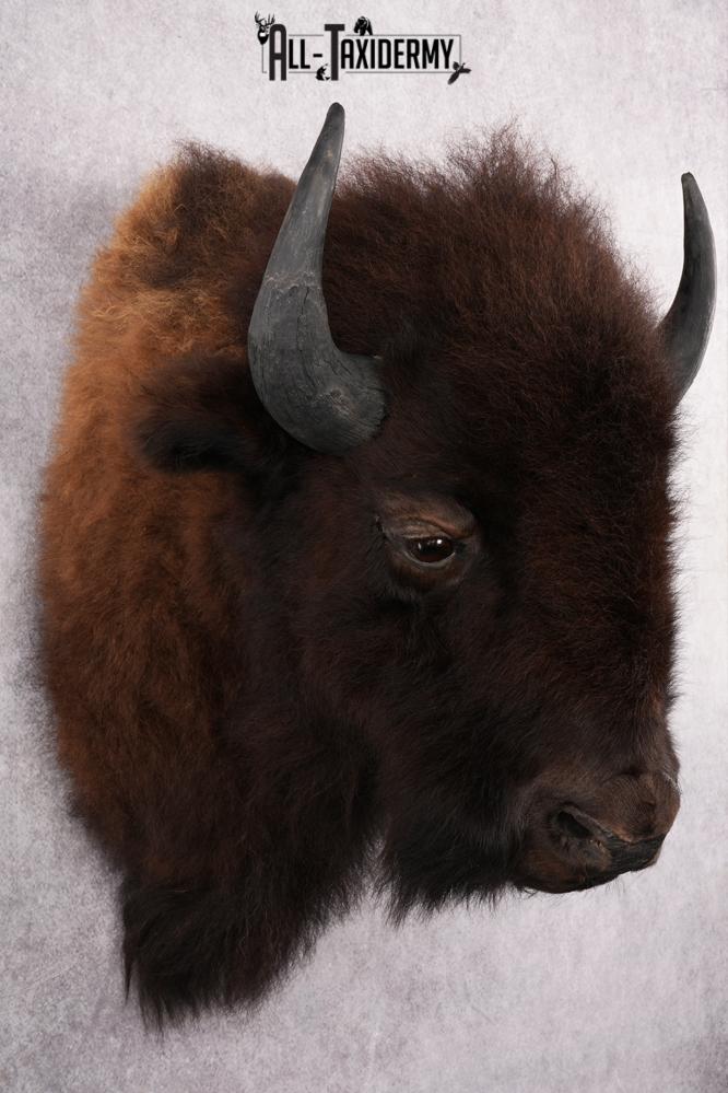 Bison Taxidermy mount for sale SKU 2724 - Image 5