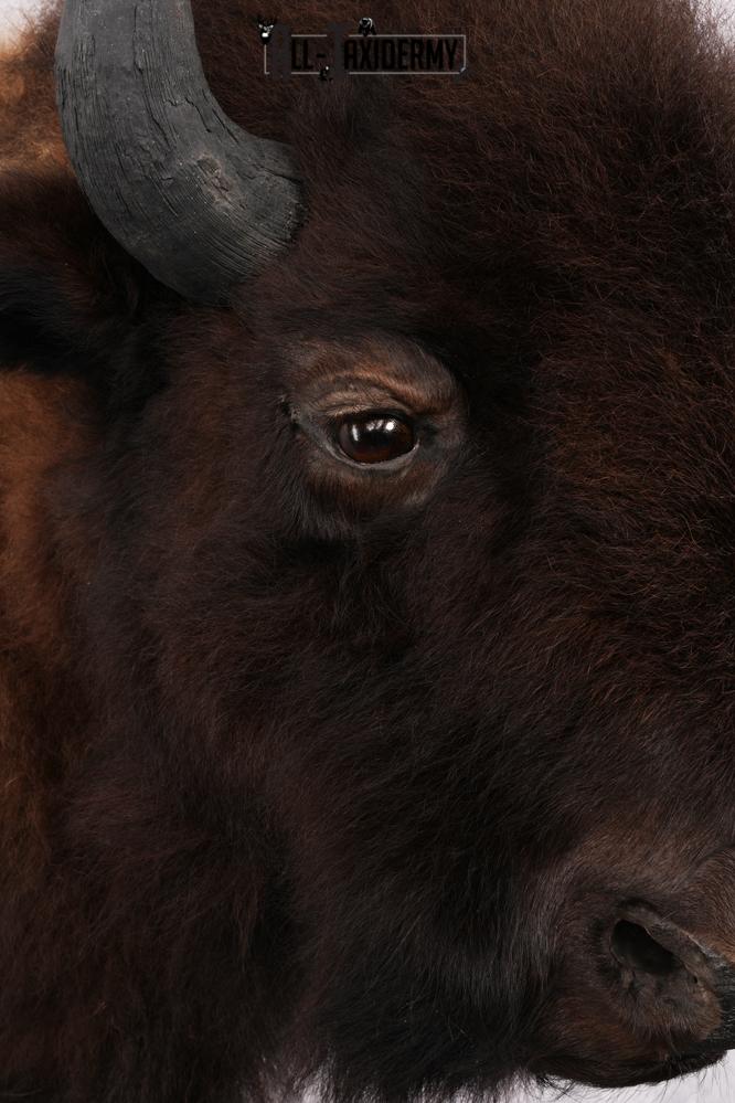 Bison Taxidermy mount for sale SKU 2724 - Image 4