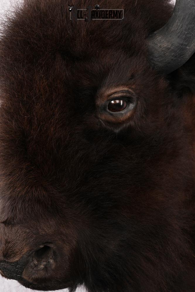 Bison Taxidermy mount for sale SKU 2724 - Image 3