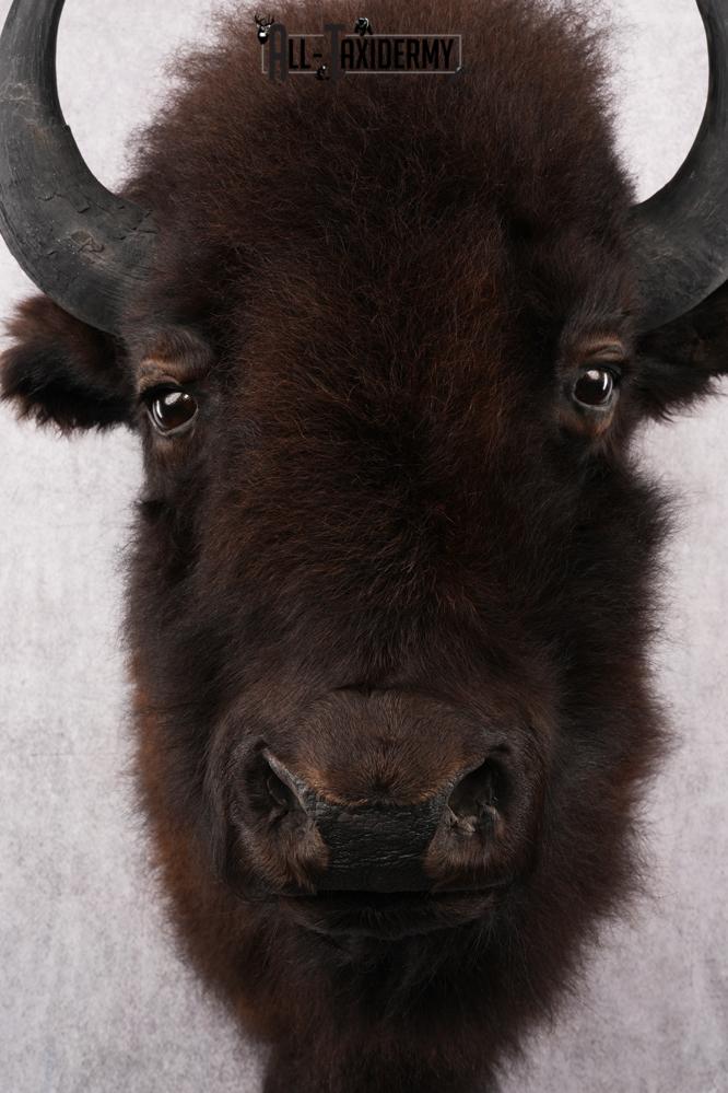 Bison Taxidermy mount for sale SKU 2724 - Image 2