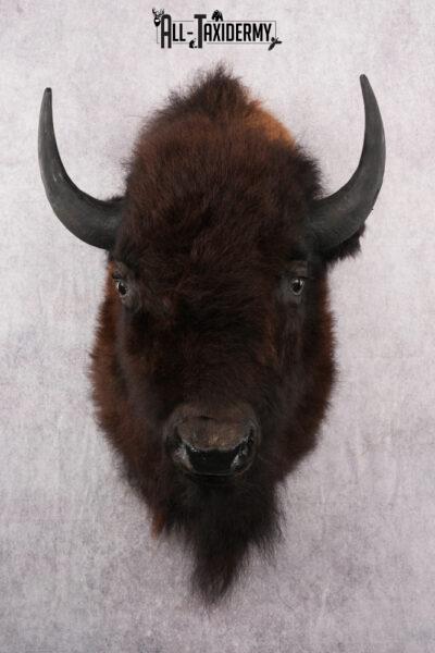 Bison Taxidermy shoulder mount for sale SKU 2726