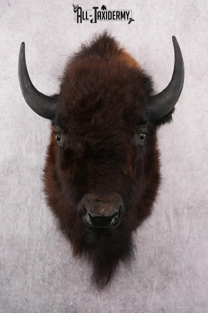 Bison Taxidermy shoulder mount for sale SKU 2726