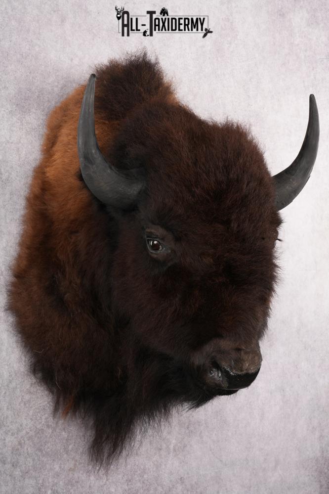 Bison Taxidermy shoulder mount for sale SKU 2726 - Image 7