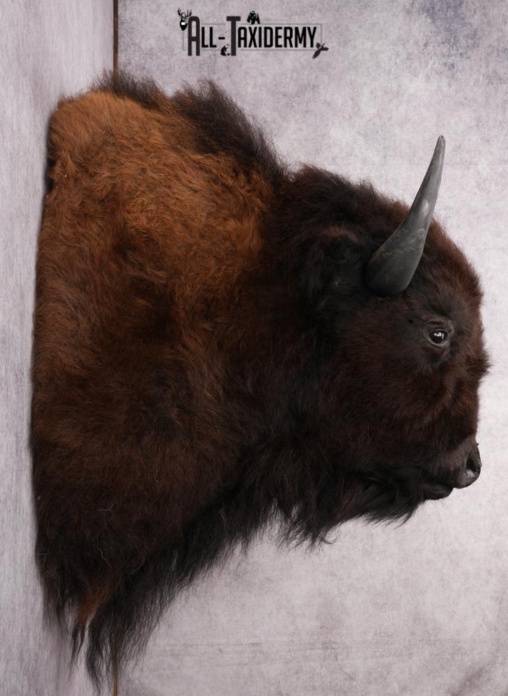 Bison Taxidermy shoulder mount for sale SKU 2726 - Image 6