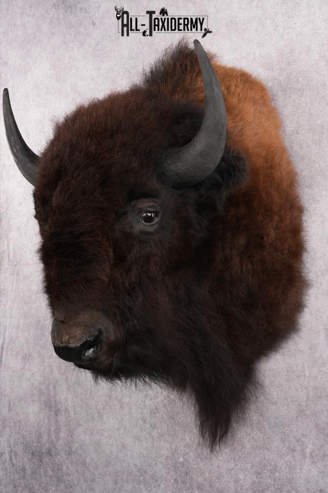Bison Taxidermy shoulder mount for sale SKU 2726 - Image 5