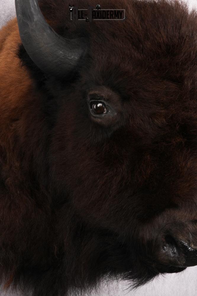 Bison Taxidermy shoulder mount for sale SKU 2726 - Image 4