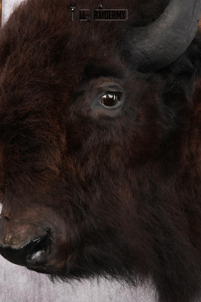 Bison Taxidermy shoulder mount for sale SKU 2726 - Image 3