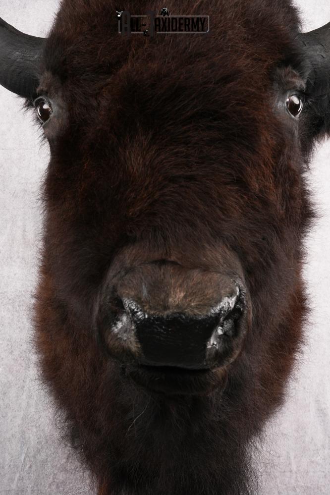 Bison Taxidermy shoulder mount for sale SKU 2726 - Image 2
