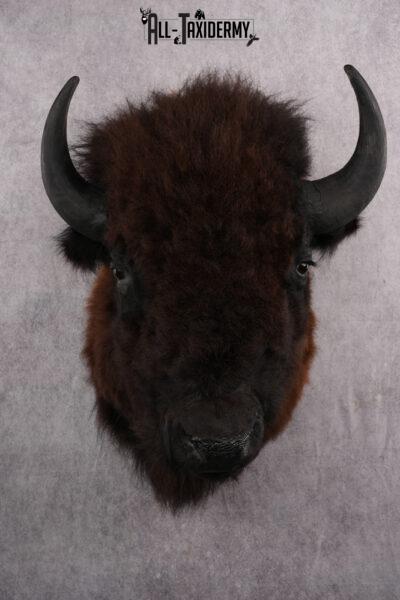 Bison taxidermy shoulder mount for sale SKU 2732