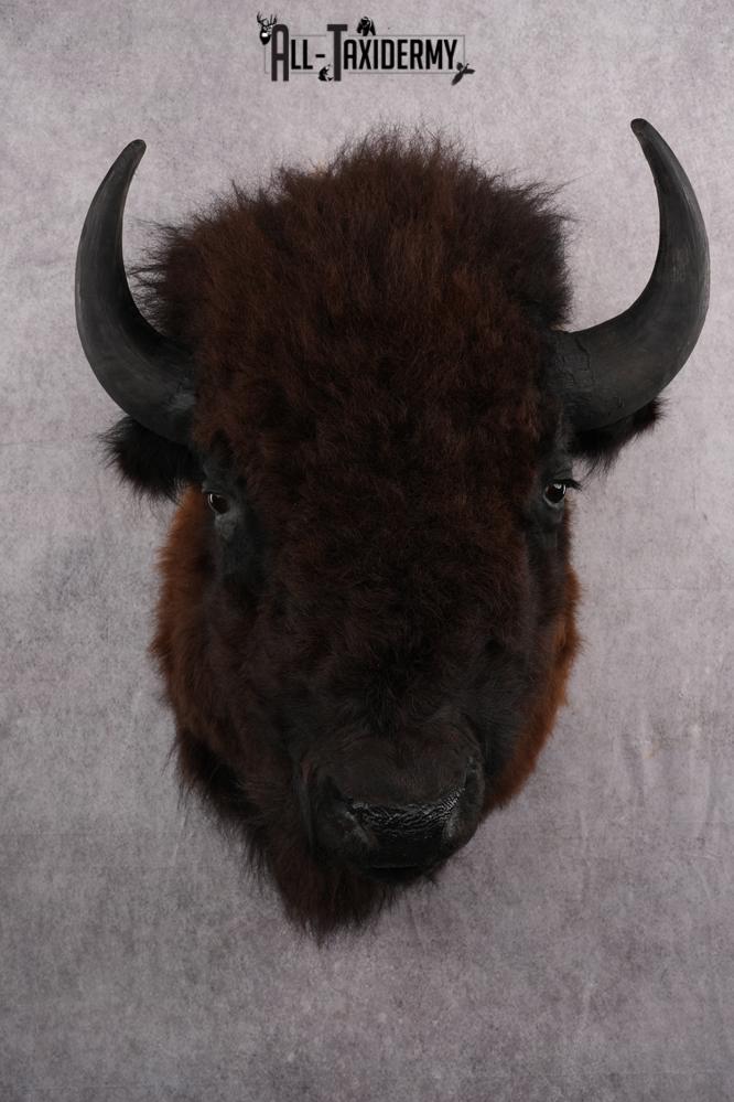 Bison taxidermy shoulder mount for sale SKU 2732