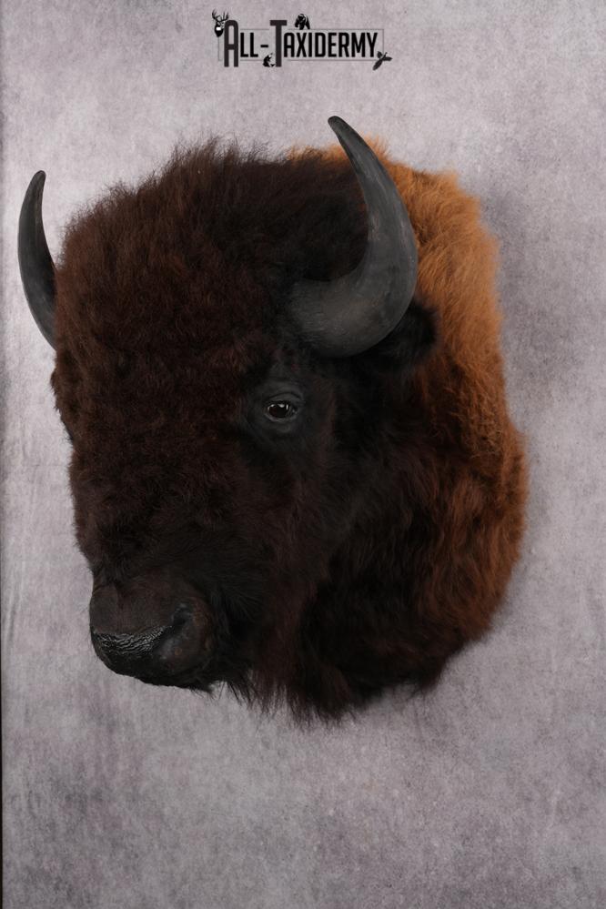 Bison taxidermy shoulder mount for sale SKU 2732 - Image 8