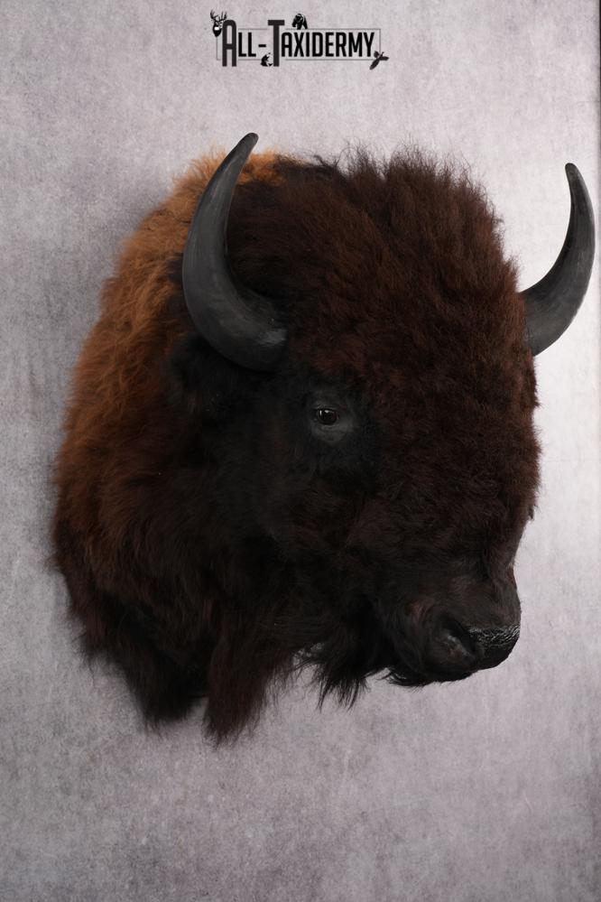 Bison taxidermy shoulder mount for sale SKU 2732 - Image 7