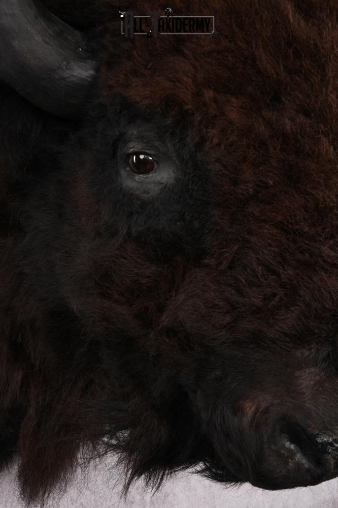 Bison taxidermy shoulder mount for sale SKU 2732 - Image 6