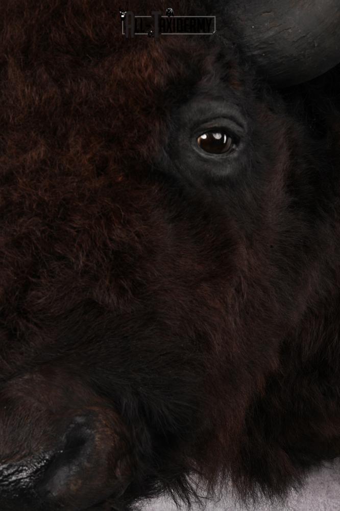 Bison taxidermy shoulder mount for sale SKU 2732 - Image 5