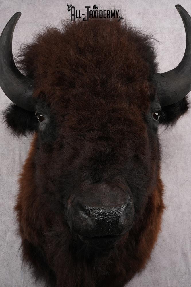 Bison taxidermy shoulder mount for sale SKU 2732 - Image 4