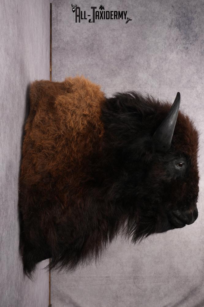 Bison taxidermy shoulder mount for sale SKU 2732 - Image 3
