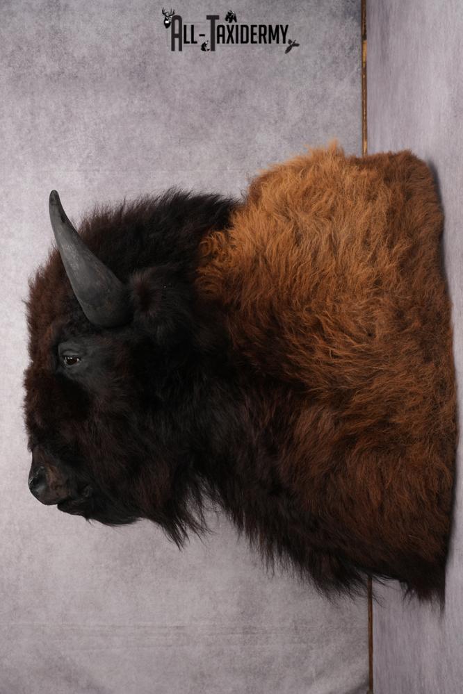 Bison taxidermy shoulder mount for sale SKU 2732 - Image 2