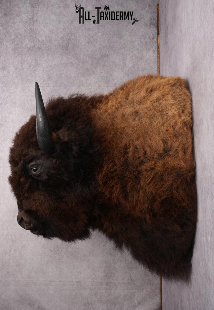 Bison taxidermy mount for sale SKU 2723 - Image 8