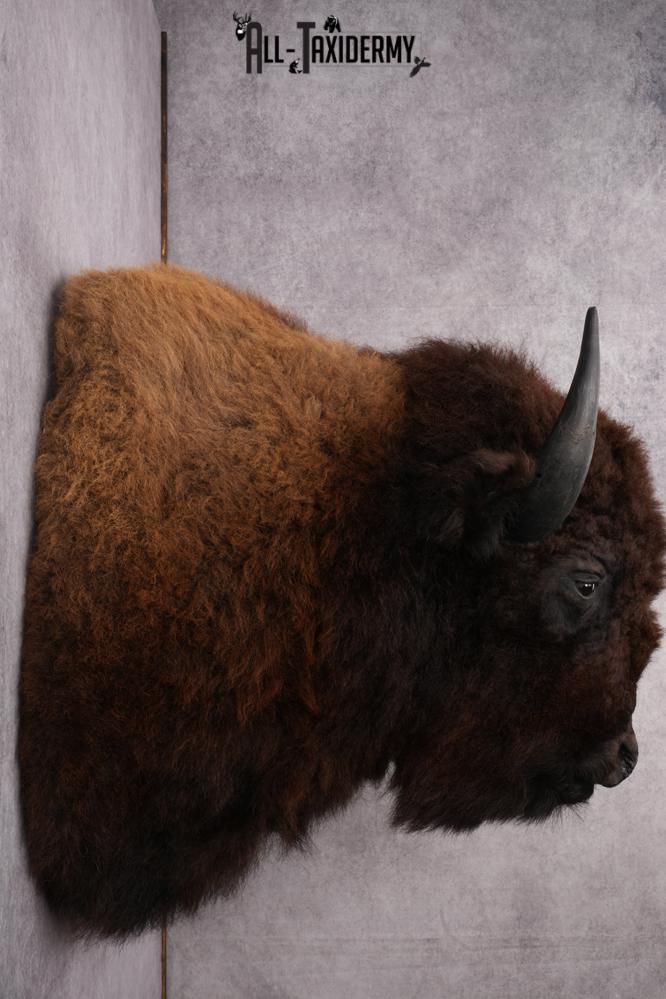 Bison taxidermy mount for sale SKU 2723 - Image 7
