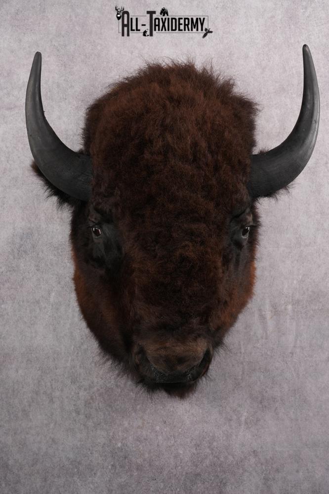 Bison taxidermy mount for sale SKU 2723