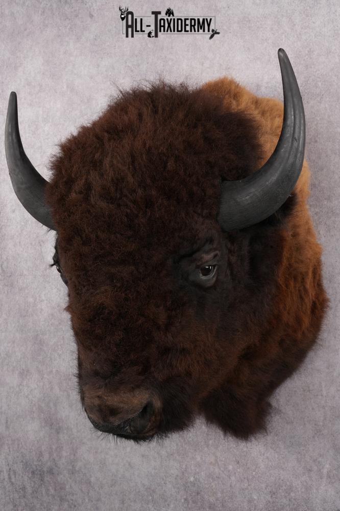 Bison taxidermy mount for sale SKU 2723 - Image 6
