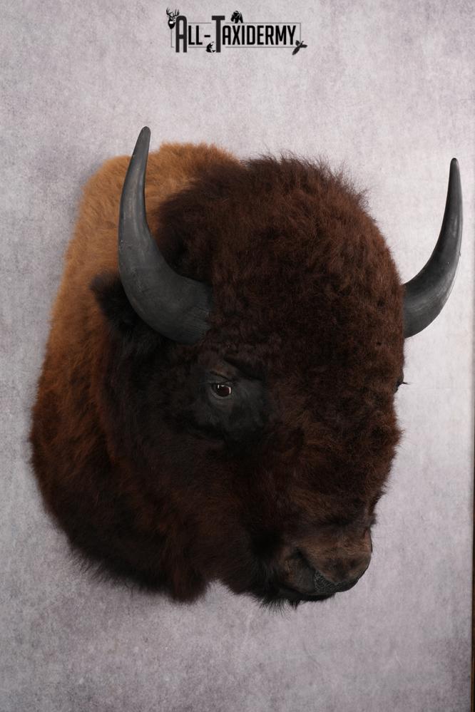 Bison taxidermy mount for sale SKU 2723 - Image 5