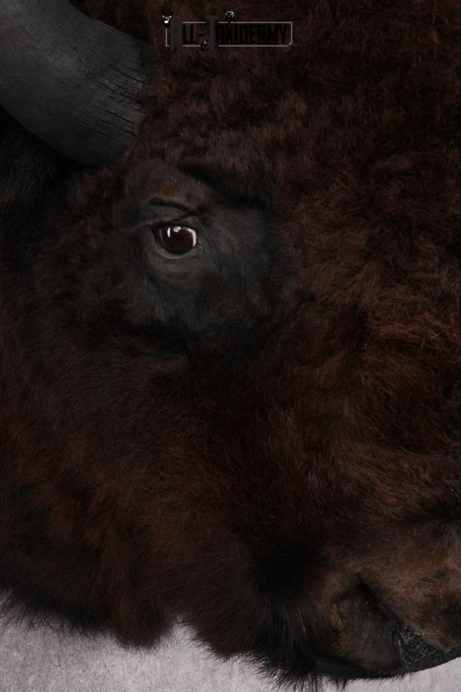 Bison taxidermy mount for sale SKU 2723 - Image 4